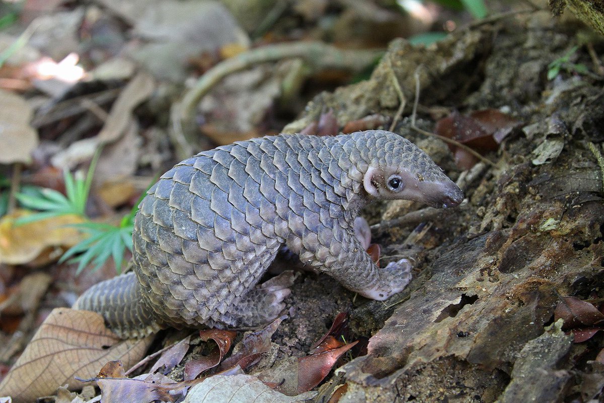 New species alert!  
 
We are thrilled to announce the discovery of a new Asian pangolin species! Congratulations to PSG members Philippe Gaubert, Sean Heighton, and the rest of their team. For the full story visit bit.ly/3Mi1CTT