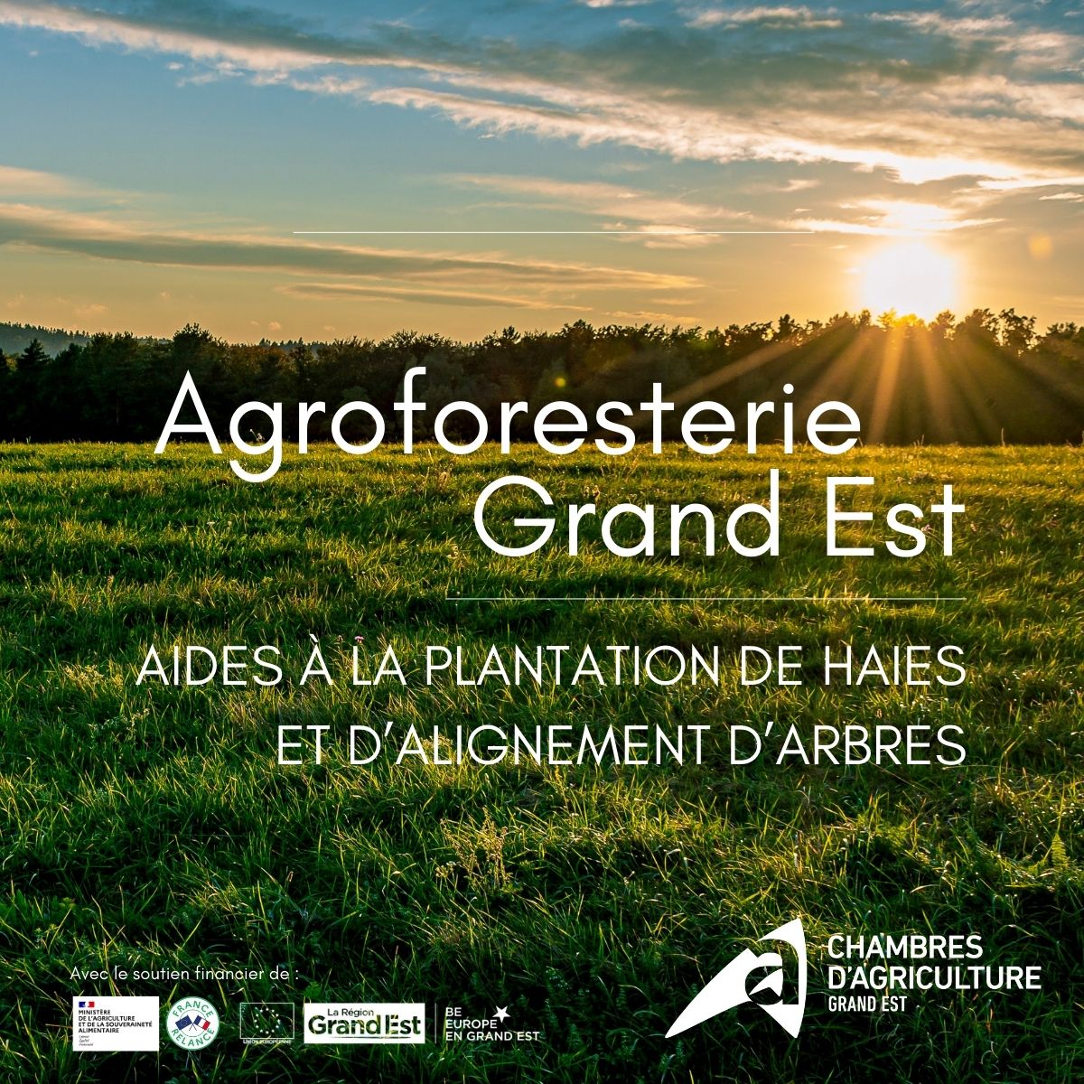 #AgroforesterieGrandEst : Transformez votre exploitation agricole !
✅Notre programme vous offre un soutien financier et un accompagnement personnalisé pour intégrer des #haies et des #arbres.
Contactez-nous pour en savoir plus : 03 29 29 23 23
<a href="/cra_grandest/">CRA Grand Est</a> <a href="/regiongrandest/">Région Grand Est</a>