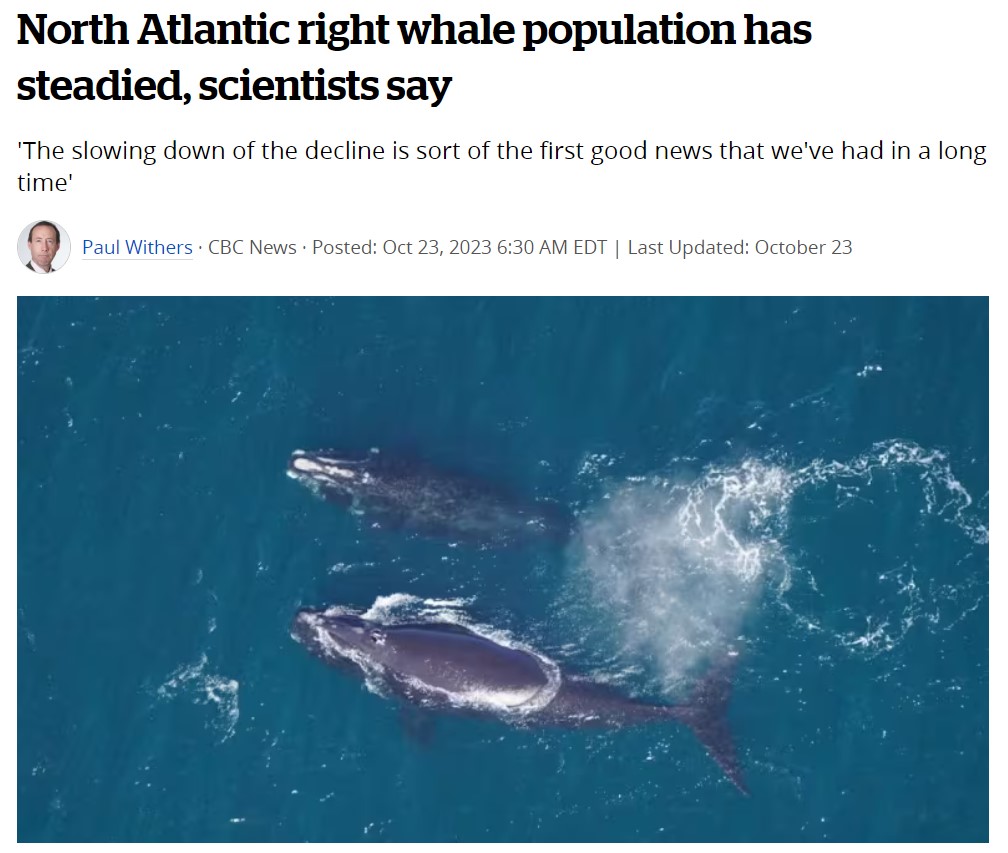 'Every fall the @NARWC releases its best population estimate of the world's most threatened large 🐋. The 2021 estimate of 340 North Atlantic right whales in existence has been recalculated to 365 primarily because of the number of calves born that year.' brnw.ch/21wDTf9