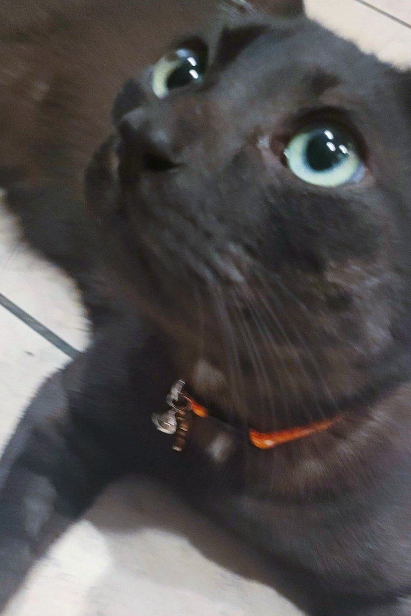 This is my cat Yoshi who is perfect by all standards, and I adore him. Unfortunately, he's gotten a bit sick and is unable to eat.

I have some commission slots open to pay for his bills and medication.  

Please consider sending a DM or email if interested 🙏
More info⬇️