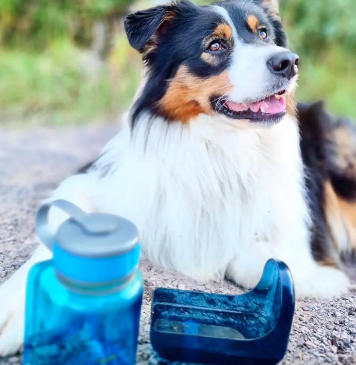 The #OllyBottle from #OllyDog is the solution. check out this clever #waterbottle 
alnk.to/9T7mo9v ⬅️

 #outdoorsy #outdoorsygeardeals #outdoordeals #outdoorsygirl #outdoordog #outdoordogs #outdoordoglife #outdoordoggear #outdoorsydog #outdoorsydogs #outdoorsydogmom