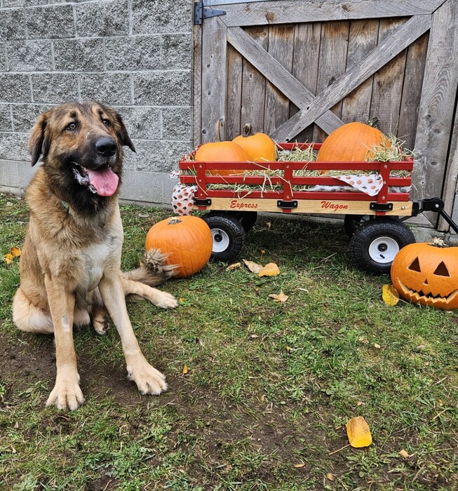 BC_SPCA's tweet image. Meet Jaxson! This sweet guy has been through a lot in the last few months and is finally ready to have a fresh start! Learn more about sweet Jaxson at ow.ly/hO2y50PZNuz #Comoxbc