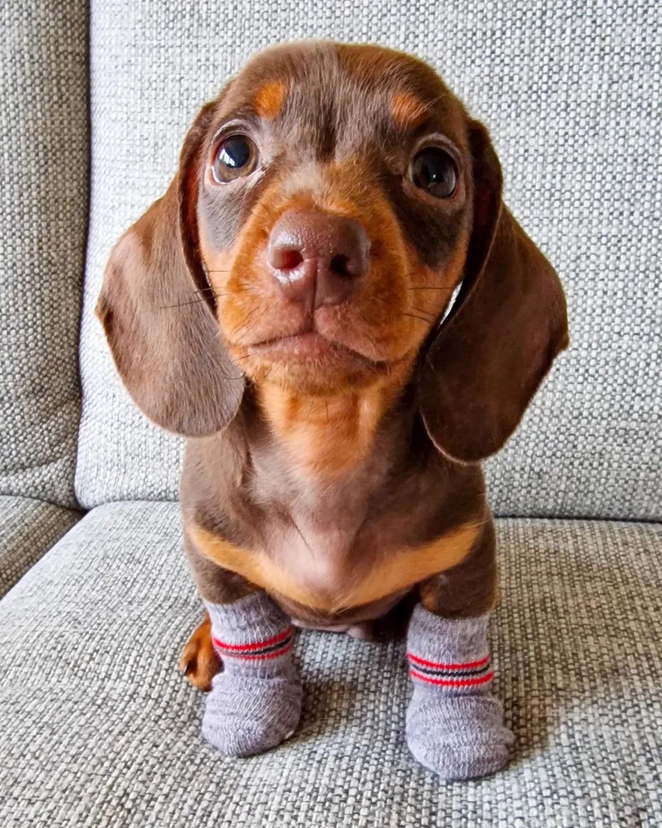 This is Freddie. He was enjoying his new leg warmers. Until someone told him they were just socks. 12/10