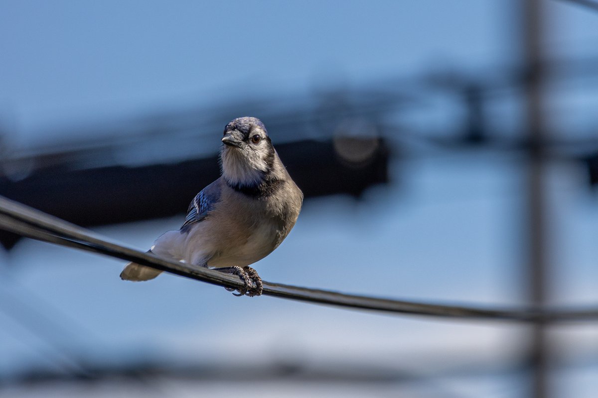 Who would I be if I didn't take part in #thursjay . All I do is post pictures of #bluejays so, here we are!  Here's a cutie from a couple days ago! #birds #birding #nature #wildlife #thursdayfeeling #thursdayvibes #thursdaybirbs #birdonawire #photography #birdphotos #naturephotos…