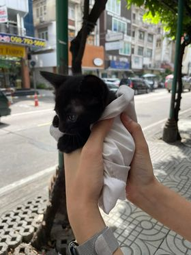 Catster & Co บ้านพักพิงแมวจร tweet media