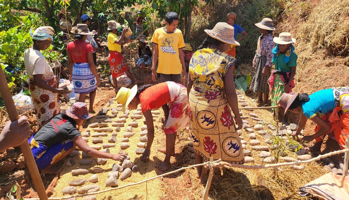Happy to see that communities around #Itremo_Massif_PA #Amoronimania_Region #Madagascar are interested on yams to fight food insecurity  @TeamKMCC <a href="/DefraGovUK/">Defra UK</a> #BiodiverseLandscapesFund <a href="/FmhlMadagascar/">FMH Madagascar</a>
