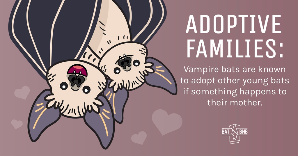 thebatbnb's tweet photo. Bat Week Day 3:⁠
⁠
A gentle side: Female Vampire bats have been documented adopting orphaned pups within their colony.⁠

This also helps the survival of the species.
⁠
Leave a 🖤in the comments after you read this.⁠
⁠
Happy #BatWeek
https://t.co/ob9CylAwRr https://t.co/A2QQhcf3nm