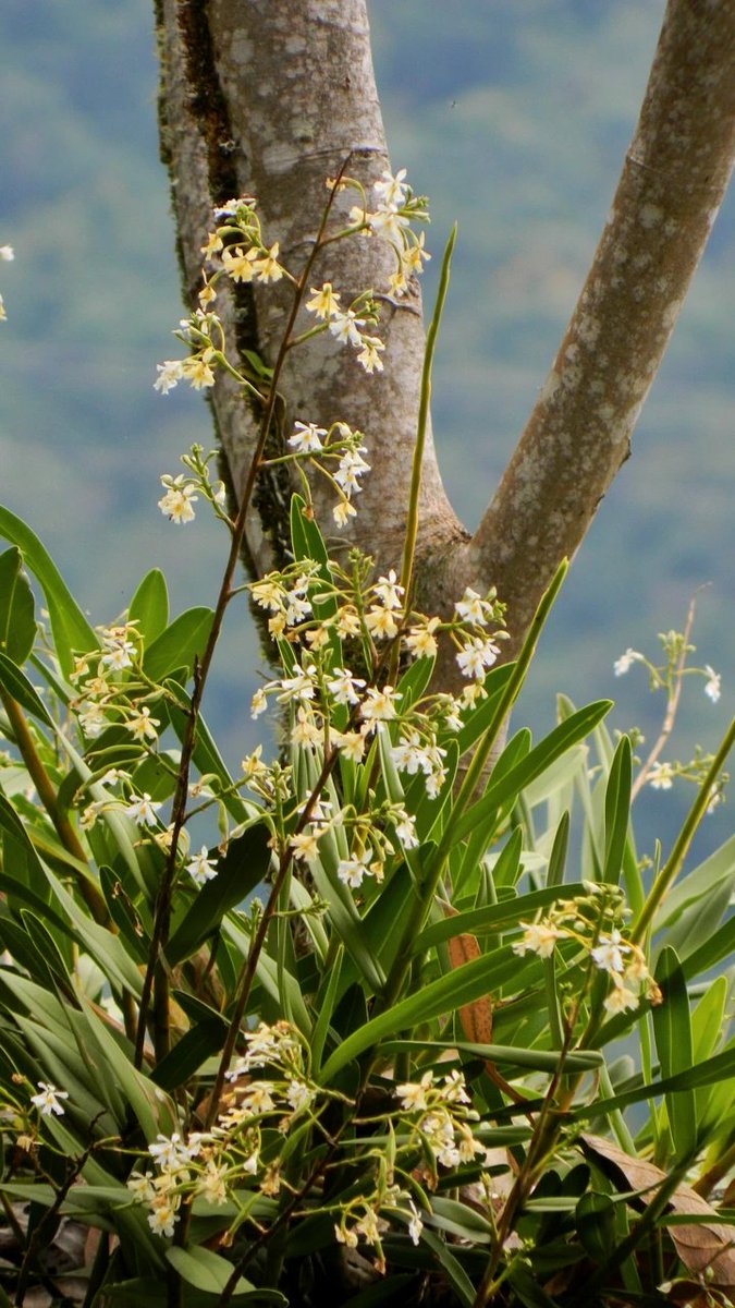 TOLIMABIO's tweet photo. Por lo general, las ciudades con Árboles cuidados, mantienen la calidad del aire para los habitantes de esas ciudades, convirtiéndose en su mayor activo y pasivo ambiental. 
Es buena idea cuidar Todos los Parques donde habitemos 🙏🏼🌳🌴🌱🎺✨☀️ https://t.co/IblePt0HLe