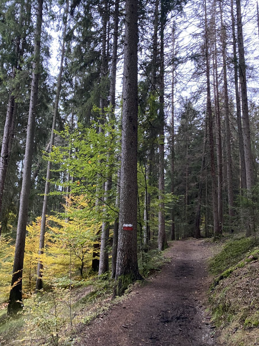 plank_sonja's tweet photo. Lauf-Auszeit 🏃‍♀️🍂😌 https://t.co/0tk2z8QMYH