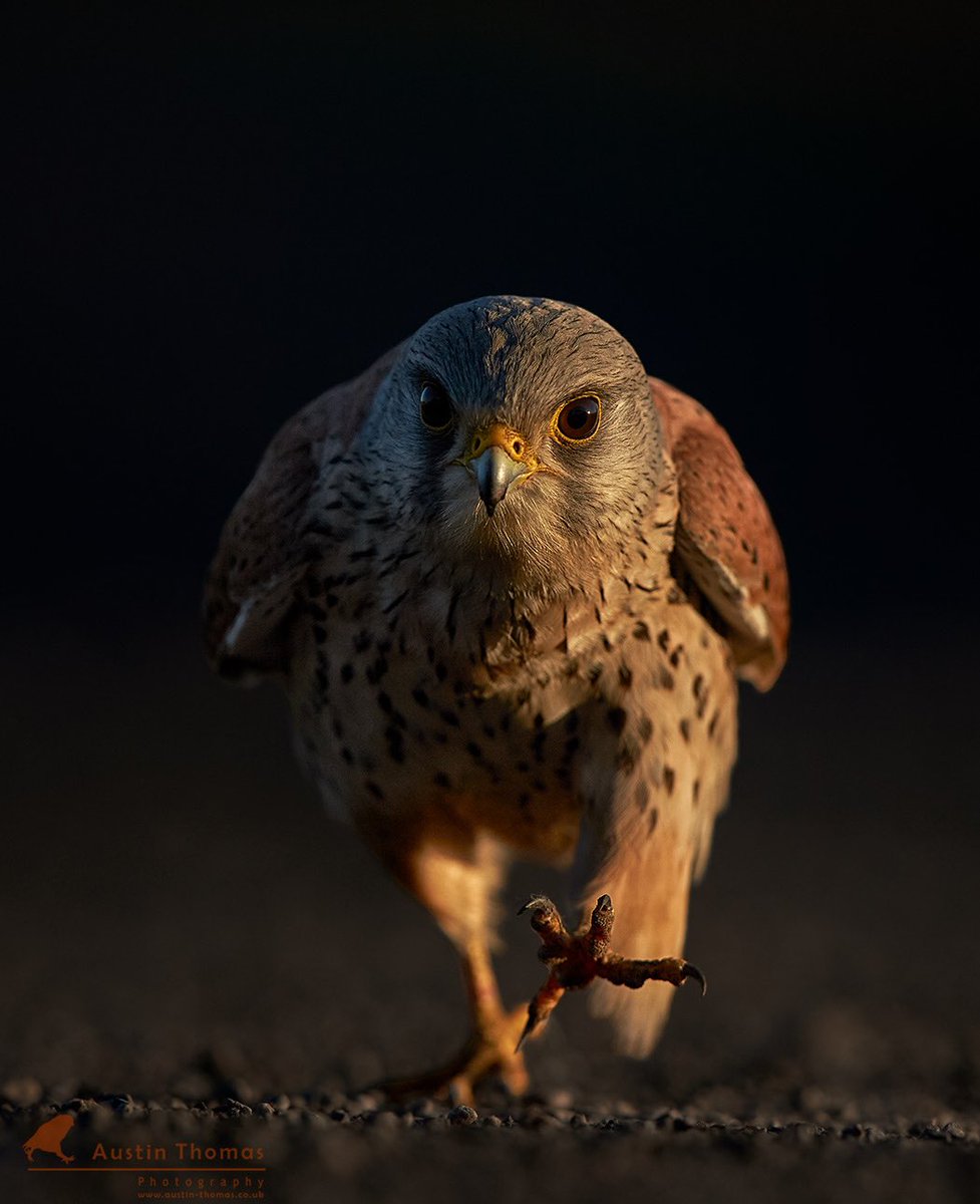 These beautiful  #kestrels 💙 are still coming back to their summer nest box to roost at night.

It caught me by surprise one evening recently as it appeared at lights.out.time 

Enjoy your evenings… 

<a href="/CanonUKandIE/">Canon UK and Ireland</a> <a href="/BBCEarth/">BBC Earth</a> #Kestel