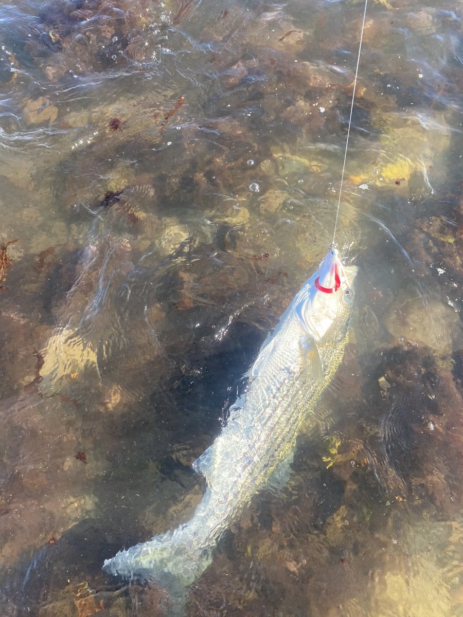 chartsmarter's tweet image. Well needed a day to recharge the batteries. No better place than Montauk Point!! #fallrun #stripedbass