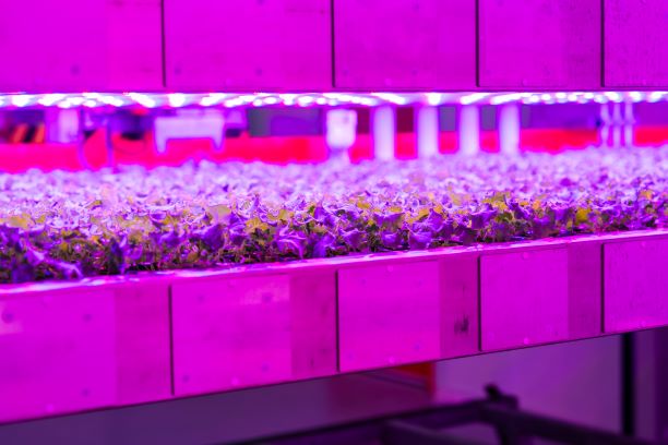 scotgoveconomy's tweet photo. Scottish company @IGSfarm’s technology is allowing local partners to grow crops indoors in Dubai, maximising water resource efficiency and optimising growth. Wellbeing Economy Secretary @neilcgray visited the innovative demonstration site ahead of #COP28. https://t.co/srbDJpcdxp