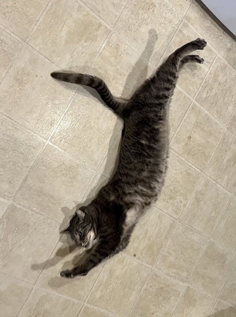 datbuddhacat's tweet photo. Biiiiiig stretch https://t.co/BVN9s8TwtD