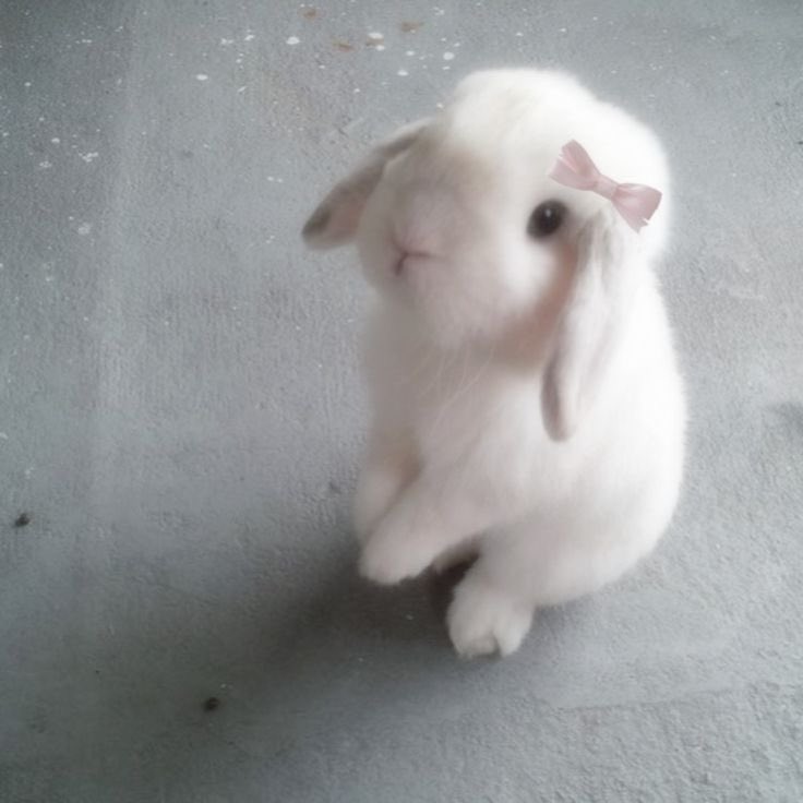 🥕🥬 BuBu | หาร NETFLIX tweet media