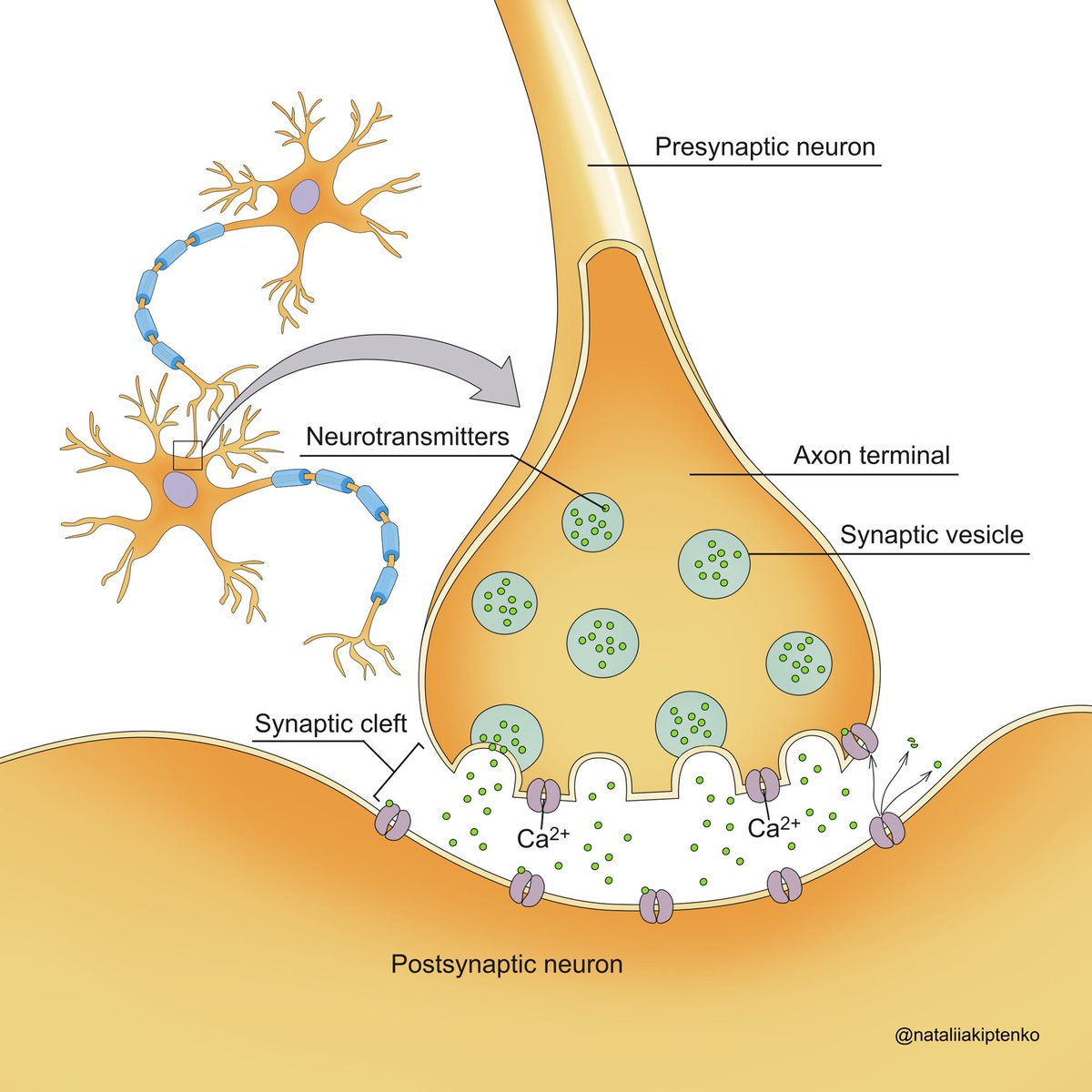 #SciArtober! Day 26 - 'Fast'.
@GNSIorg

#SciArtober #fast #inktober #inktober2023 #scientificillustration #sciart #diagram #2dart #digitalart #krita #drawing #painting #illustration #scientificillustrator #neuron #neuroncommunication #synapse #cell #cytology #physiology