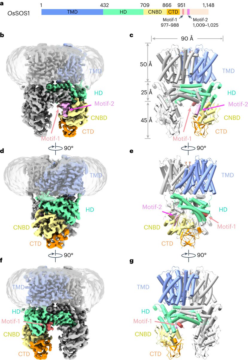 Structure and activation mechanism of the rice Salt Overly Sensitive 1 (SOS1) Na+/H+ antiporter | Nat Plants

doi.org/10.1038/s41477…

#CryoEM #antiporter #MembraneProteins