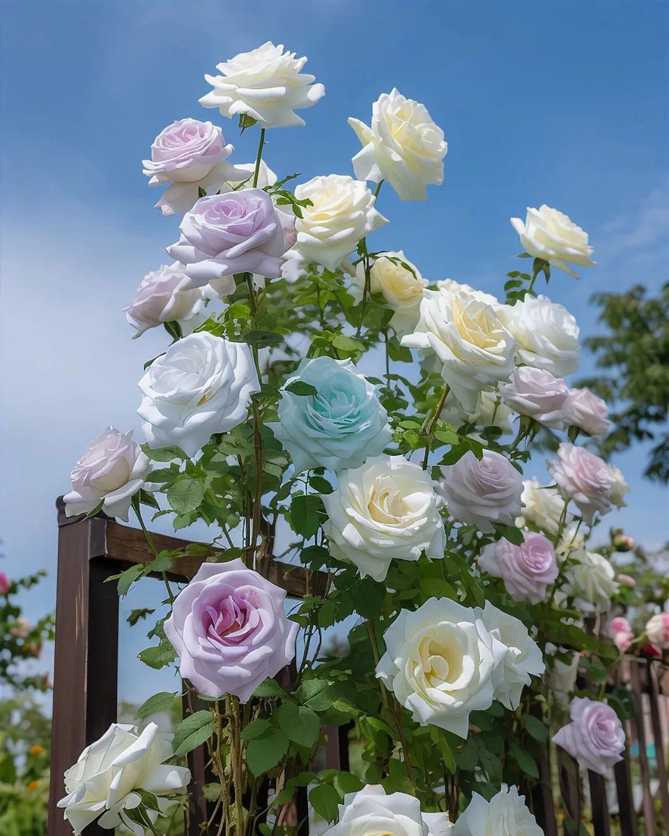 Lively_Emily_'s tweet photo. Photography helps people capture fleeting moments and record precious memories. Whether it's a family gathering, a gathering of friends or a trip, photography can make those moments last forever.☺🤗🥰#ISO #whitebalance #exposurecompensation 
 #pixels #flowers #beauty #plants📸📷 https://t.co/KIEbkc9Jxs