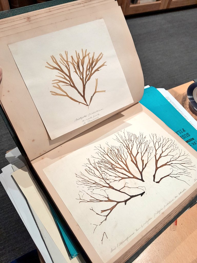 @sortalazysusan.bsky.social tweet media