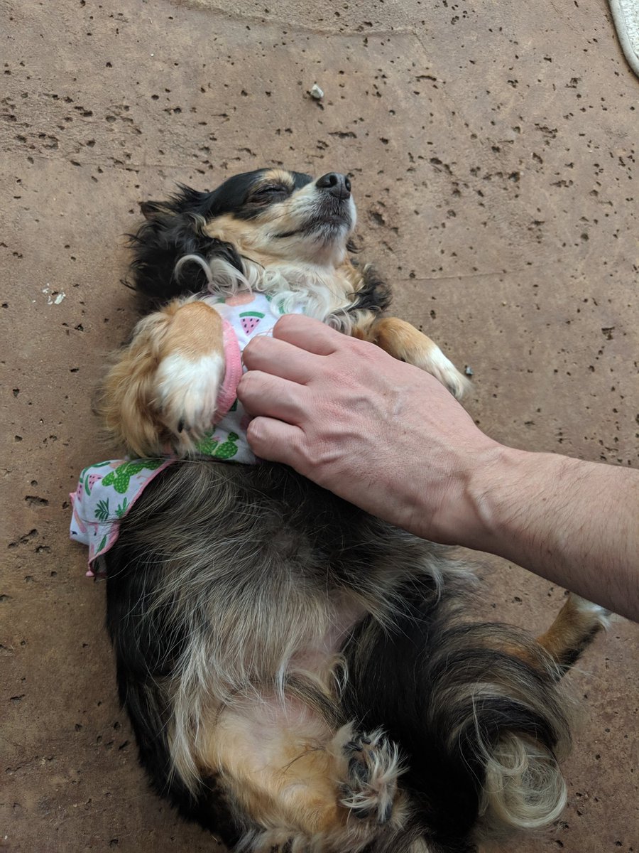 GlitterLeader's tweet photo. Please give me the good belly scritches. I love you.

#dogs https://t.co/d7gybLhIiR