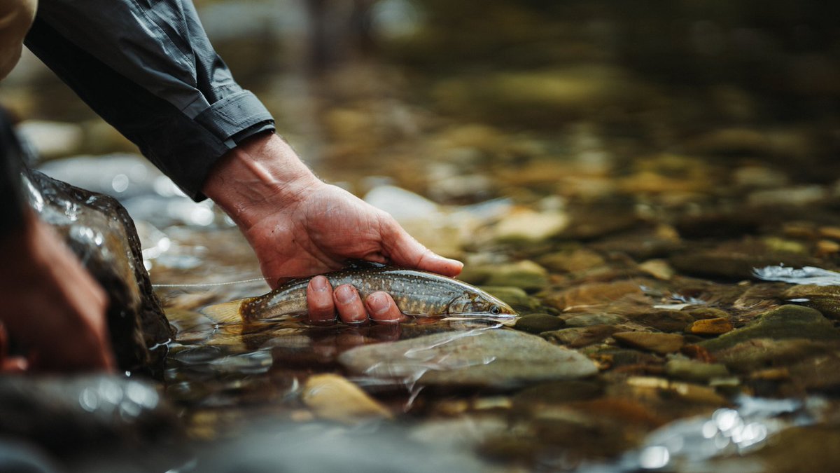 cpawssab's tweet image. Regardless of the new permit, what is perhaps most important is that the #HighwoodRiver should be treated as the Critical Habitat for the #BullTrout that it is — and that while @FishOceansCAN conducts its investigation, SLS should NOT be allowed to use the bridge ⛔️

#KCountry