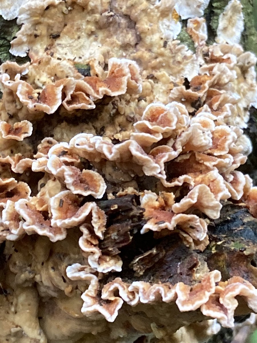 Paddenstoelentijd zeker in het Staelduinse bos. #regiokuststreek <a href="/ZHLandschap/">Zuid-Hollands Landschap</a> <a href="/Bezoek_westland/">Bezoek Westland</a>