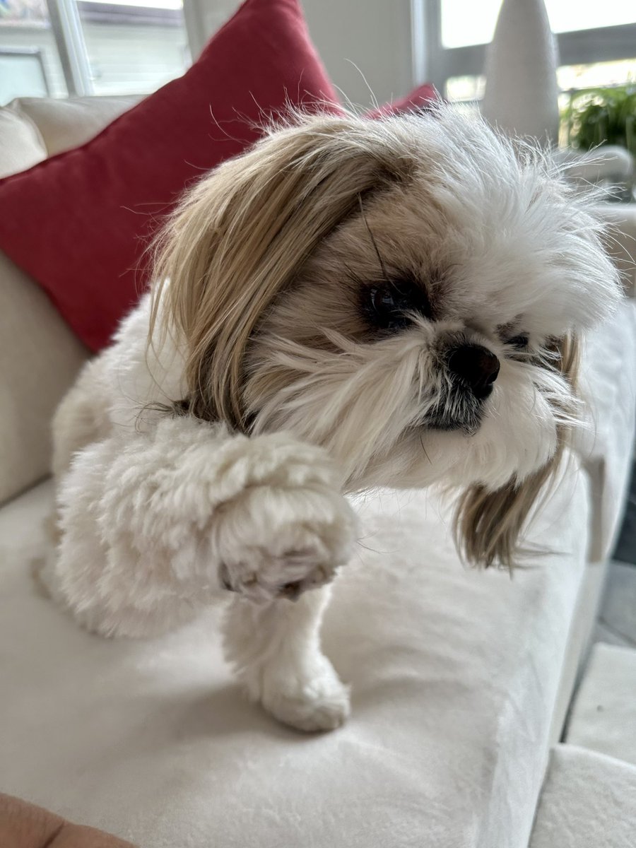 MingxiTzu's tweet image. Excuse me I would really like to share your toast. 🩷🐾

#MngxiTzu #shareplease