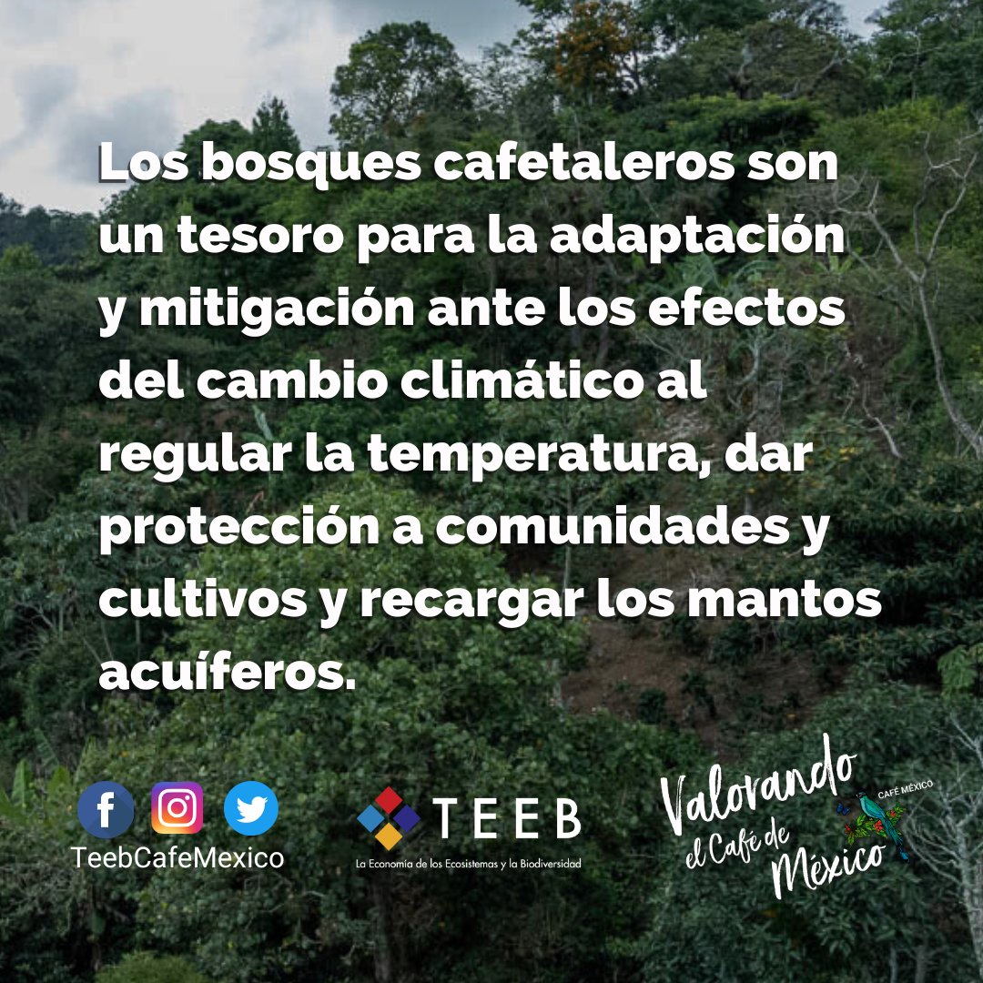 teebcafemexico's tweet photo. Los efectos del cambio climático son cada vez más frecuentes y destructivos, por ello, es necesario conservar los bosques, entre ellos, los bosques cafetaleros. #cambioclimatico #huracanes #sequias #lluviasextremas #teeb #bosquescafetaleros #bosques #cafemexicano https://t.co/cTHBjNcv4d