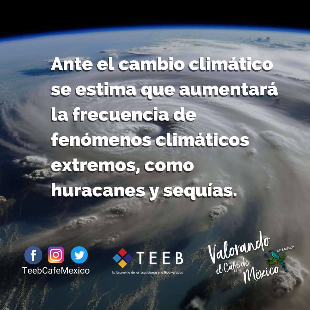teebcafemexico's tweet photo. Los efectos del cambio climático son cada vez más frecuentes y destructivos, por ello, es necesario conservar los bosques, entre ellos, los bosques cafetaleros. #cambioclimatico #huracanes #sequias #lluviasextremas #teeb #bosquescafetaleros #bosques #cafemexicano https://t.co/cTHBjNcv4d