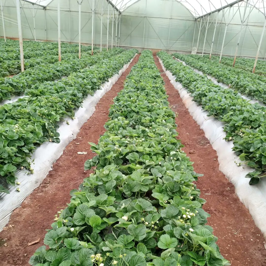 JaickProduce's tweet photo. Strawberry Contract Farming .

Farming For The Future. 

#WeAreTasty
🌱🍓 https://t.co/eungTG9CPQ