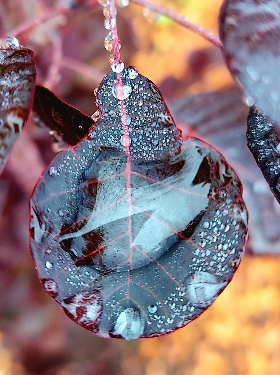 OnlyAlmasa's tweet photo. 🍂💧📸 https://t.co/lZ4qFdfR09
