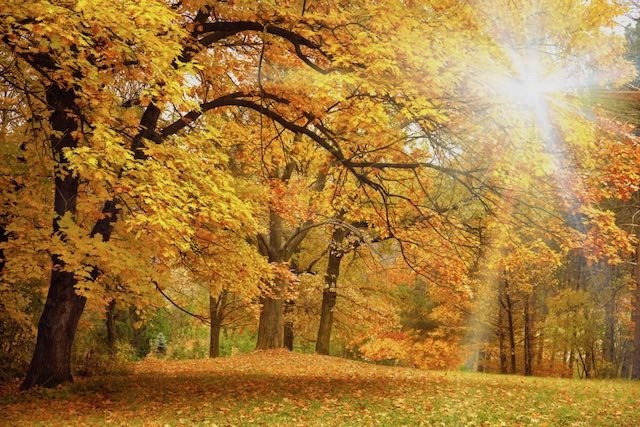 WisemanHealth's tweet photo. NATURAL WAYS TO BEAT THE WINTER BLUES

One of the best ways to prevent Seasonal Affective Disorder, also known as the “Winter Blues,” is to optimize exposure to  . . . Read the full article: https://t.co/X4JiYiNQCn https://t.co/t38AyqZb8V