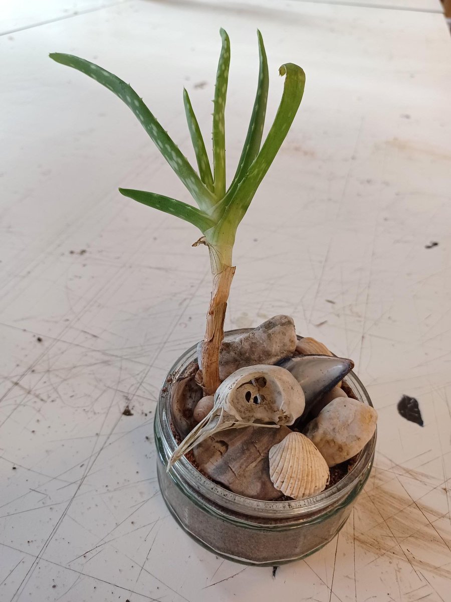 GMMH_NHS's tweet photo. The #RecoveryPathways Green Wellbeing group have been embracing the warm indoors and creating miniature succulent gardens. 🌳 🌱 

For information on how to refer please go to https://t.co/DdBof373o2 or email Referrals.RecoveryPathways@gmmh.nhs.uk. https://t.co/zEmuT6xwAz