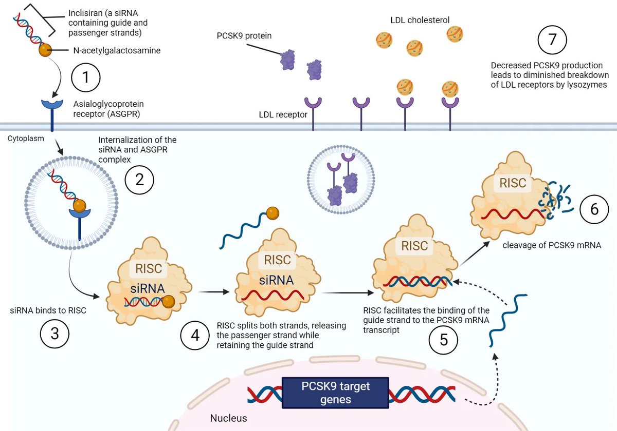 España aprueba el nuevo medicamento Leqvio (inclisirán) que reduce el colesterol LDL en un 54% de los pacientes con 2 inyecciones al año. Usando la tecnología del ARN se inhibe la producción de PSCK9, una proteína que incrementa los niveles de colesterol malo.
