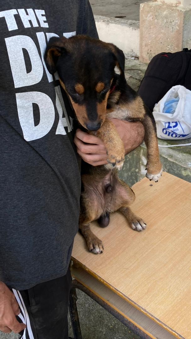 bac_org's tweet photo. El pasado 25 de octubre, se desparasitaron a nueve animales comunitarios en la CUJAE, incluyendo perros y gatos. A aquellos que más lo necesitaban, se les suministraron antibióticos, haciendo de esa jornada un momento lleno de amor y cuidado. Planeamos regresar el próximo miércoles para seguir con las tareas de higienización.

Con alegría compartimos que los estudiantes han obtenido dos locales. Estos espacios serán utilizados para una próxima campaña de esterilización que beneficiará a más animales.

Nuestro agradecimiento se dirige especialmente a esos estudiantes voluntarios de la CUJAE que, a pesar de sus ocupadas agendas, han encontrado tiempo para participar en esta noble causa. Reconocemos también el apoyo brindado por la dirección de la universidad y la FEU en estas acciones.

No podemos dejar de lado la generosa colaboración del veterinario Julio, quien desde el principio se ha sumado a esta misión sin condiciones.

En BAC creemos que el amor y la solidaridad son esenciales. Juntos somos más fuertes.