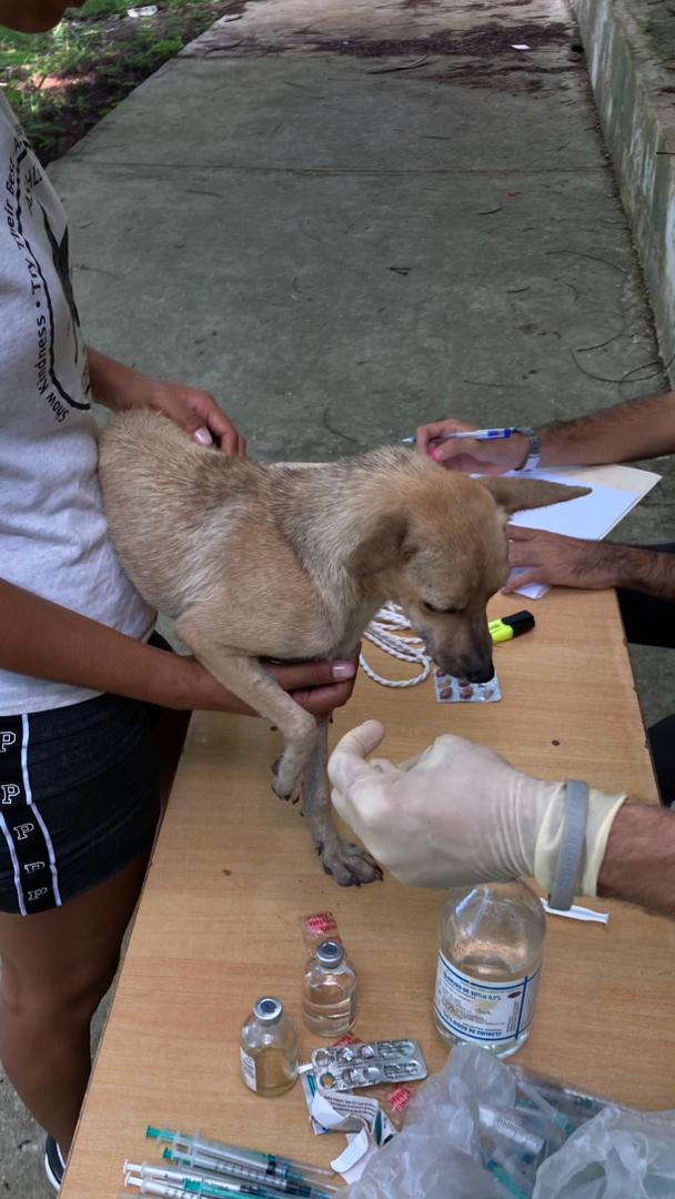 bac_org's tweet photo. El pasado 25 de octubre, se desparasitaron a nueve animales comunitarios en la CUJAE, incluyendo perros y gatos. A aquellos que más lo necesitaban, se les suministraron antibióticos, haciendo de esa jornada un momento lleno de amor y cuidado. Planeamos regresar el próximo miércoles para seguir con las tareas de higienización.

Con alegría compartimos que los estudiantes han obtenido dos locales. Estos espacios serán utilizados para una próxima campaña de esterilización que beneficiará a más animales.

Nuestro agradecimiento se dirige especialmente a esos estudiantes voluntarios de la CUJAE que, a pesar de sus ocupadas agendas, han encontrado tiempo para participar en esta noble causa. Reconocemos también el apoyo brindado por la dirección de la universidad y la FEU en estas acciones.

No podemos dejar de lado la generosa colaboración del veterinario Julio, quien desde el principio se ha sumado a esta misión sin condiciones.

En BAC creemos que el amor y la solidaridad son esenciales. Juntos somos más fuertes.