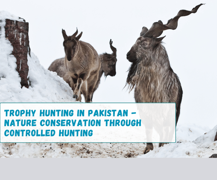 GypsyTourspk's tweet photo. #Trophy #Hunting in #Pakistan - #Nature #Conservation Through Controlled Hunting |https://t.co/6UMEnHfLd6 

@SafariClubIntl @OngeriSafaris @deerhuntingmag @GBHunting @HuntingCon @TheGoldenIbex 

#HimalayanIbex https://t.co/OzYxTlpSLG
