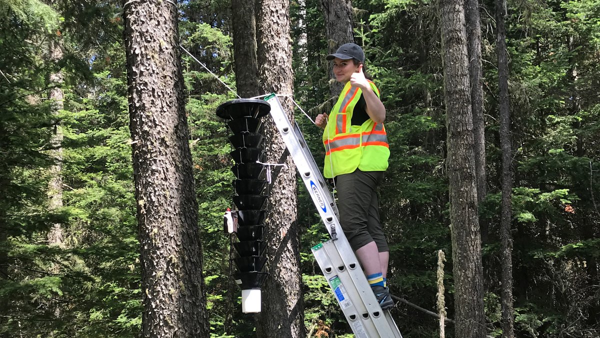 Genomics is stacking odds in favour of our forests when it comes to resilience to forest pests. Read more about the exciting work underway now in Alberta's forests.
bit.ly/3FwGrth <a href="/TRIAFoR/">TRIA-FoR Project</a>