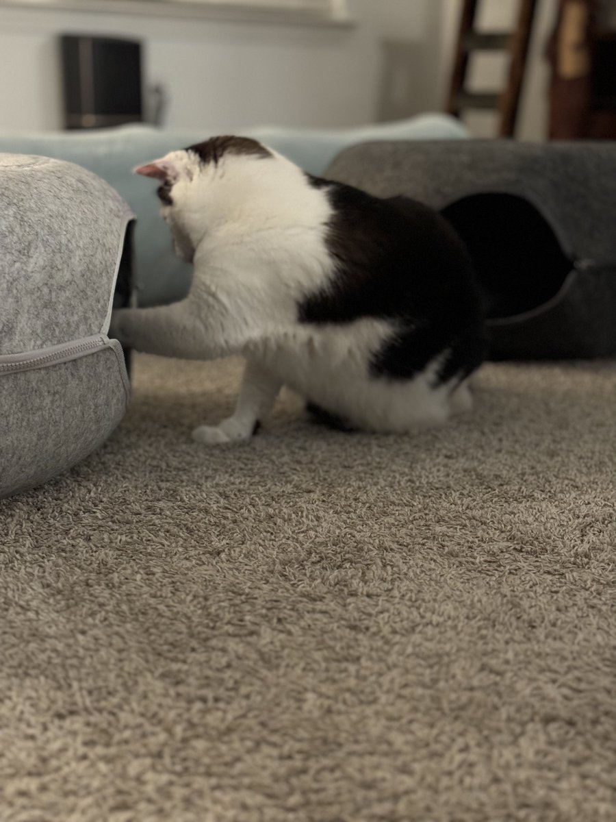 BackAtItAKen's tweet image. The boys absolutely LOVE ❤️ their new @cattasaurus Cat Caves! 😸

#CatsOfX #CatsOnX #CatsAreFamily #CatDad