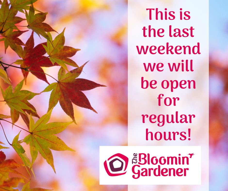 bloomingardener's tweet photo. We're open today and tomorrow 9am to 5pm and Sunday 10am to 4pm. Come on out for a drive! 🛻 We would love to see you! #thebloomingardener #openthisweekend #containers #statuary #lastweekendopen #comeforadrive #localgreenhouse #yqgbuisness #giftcards #YQG https://t.co/LAtNk8Ep14
