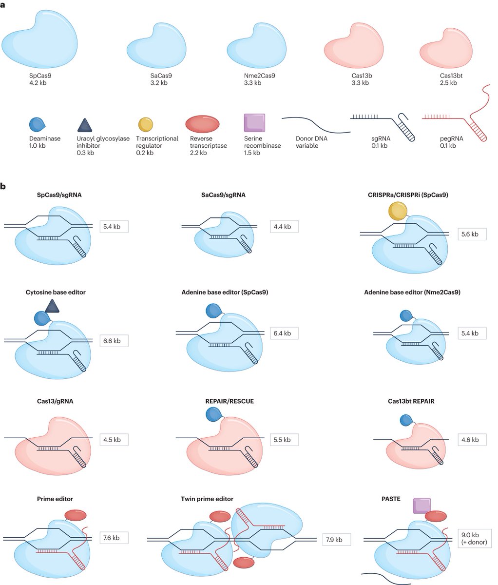 For readers interested in drug delivery systems for CRISPR-based genome editors such as AAVs and lipid nanoparticles, here's a comprehensive recent review bit.ly/3tTMzZY