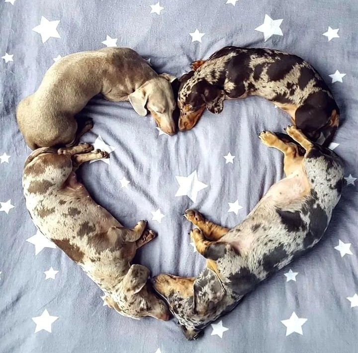 Perfect shoot  💖🤎
#Dachshund #dog #puppy