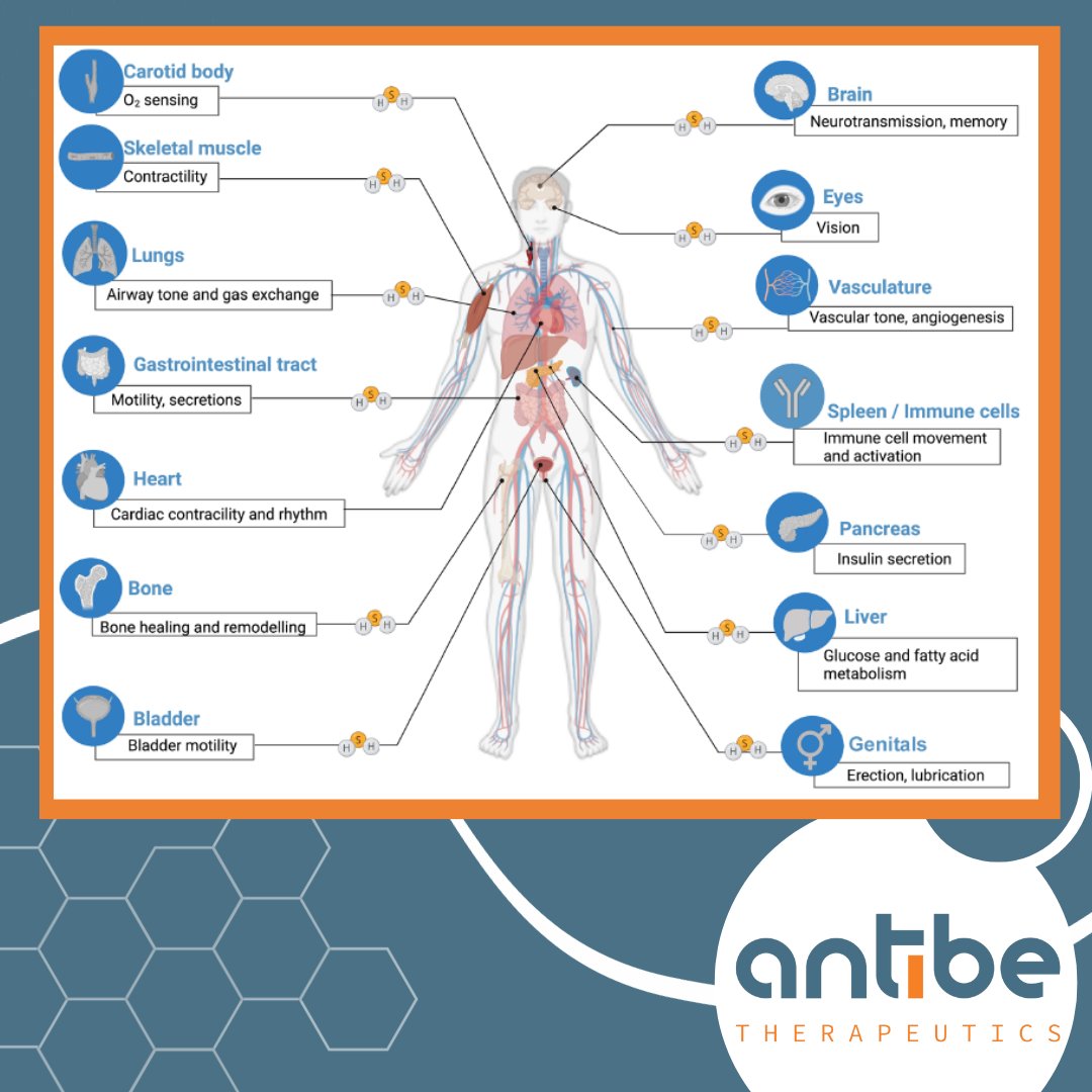 Our lead drug is a novel non-opioid analgesic that releases hydrogen sulfide. H2S science is growing... with 200+ pgs just to outline the state of today's knowledge journals.physiology.org/doi/abs/10.115… (abstract only). 

#OpioidCrisis #Inflammation #Pain #NSAID #Science $ATE.TO $ATBPF