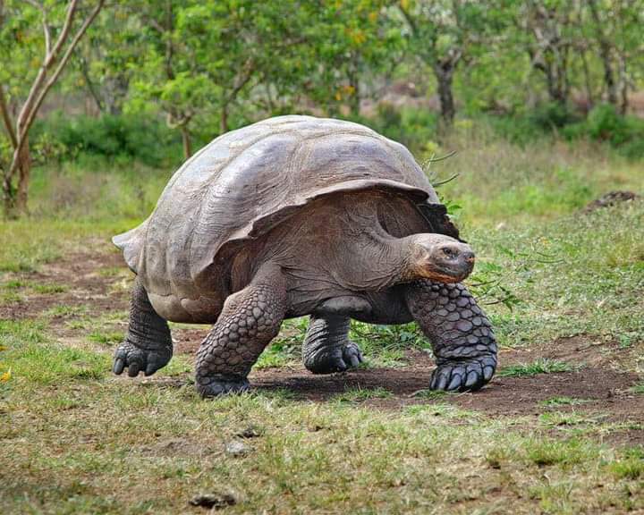 trutle_official's tweet photo. 100+ years tortoise https://t.co/sKDytEW6Si