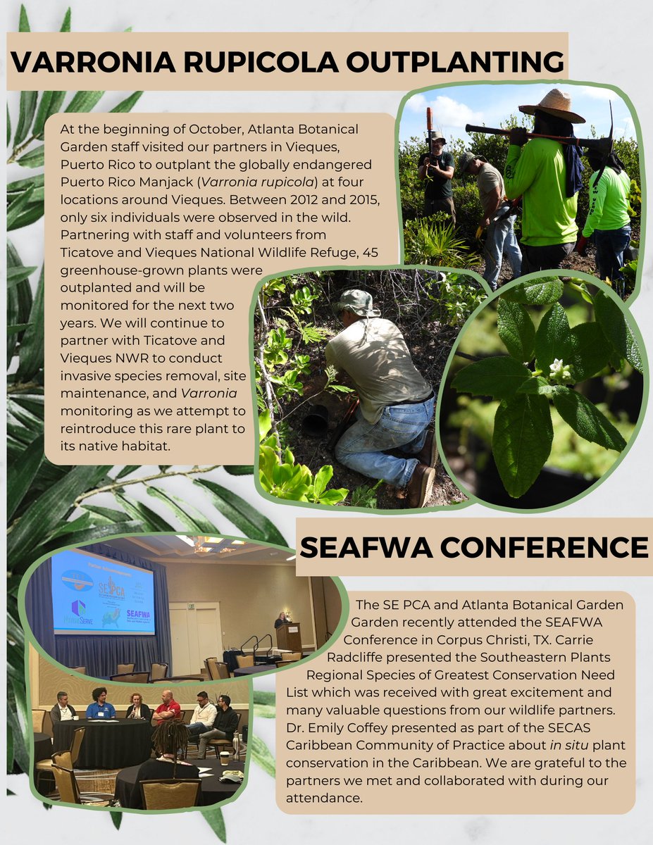 SoutheastPca's tweet photo. That's one small step for a plant, one giant leap for plant conservation. Check out our newsletter and remember to register for the virtual  plant conservationist rally on November 13 at 2 pm! (https://t.co/VOYiA6UCgt) 
https://t.co/LNVhx9zSuW https://t.co/mPOge6vIUv