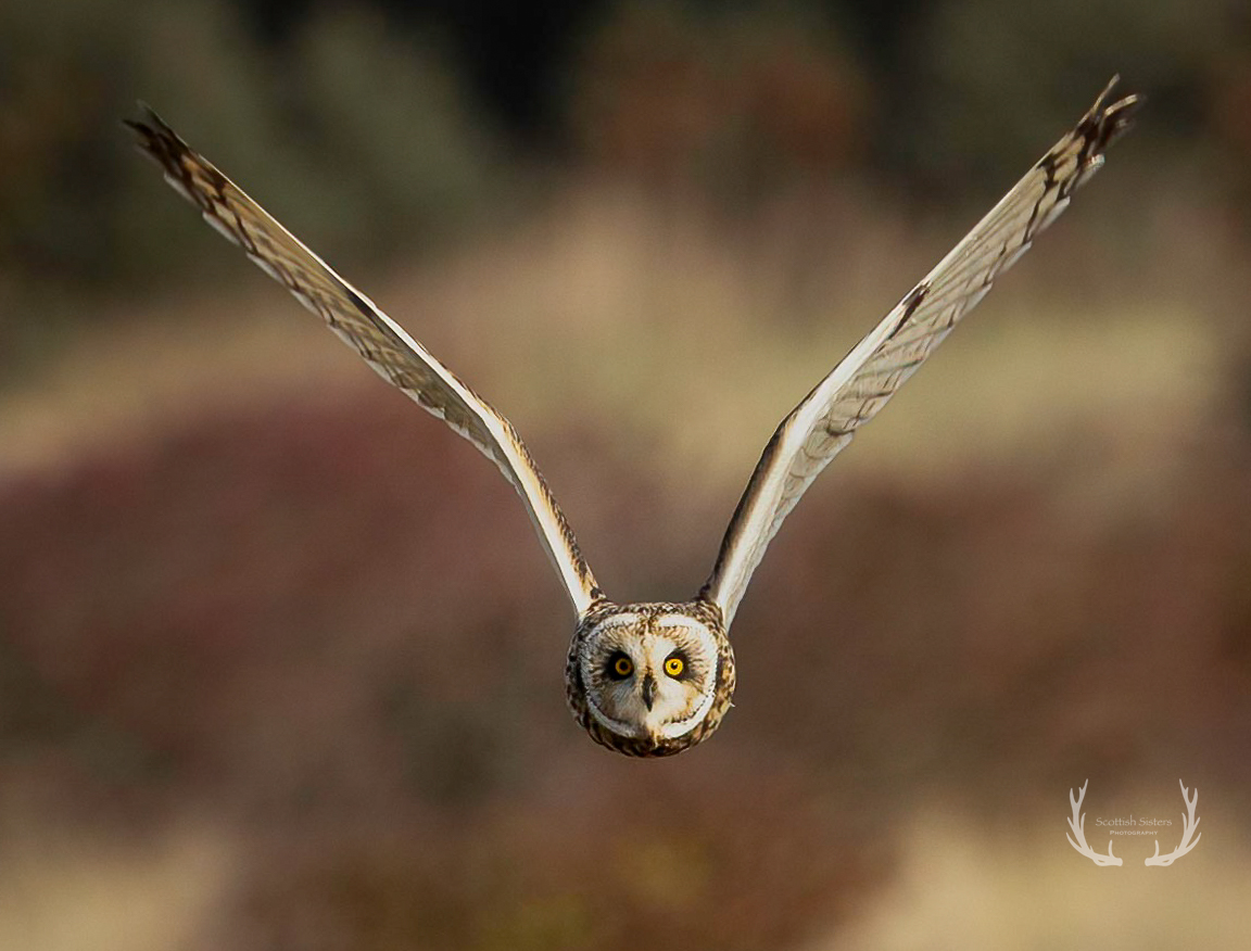 Wonderful birds, wonderful encounter 🤩🤩 The beautiful short eared owl. #BirdsSeenIn2023 #NatureBeauty #NaturePhotograhpy #wildlifephotography @CanonUKandIE @Natures_Voice #BirdTwitter #birdwatching