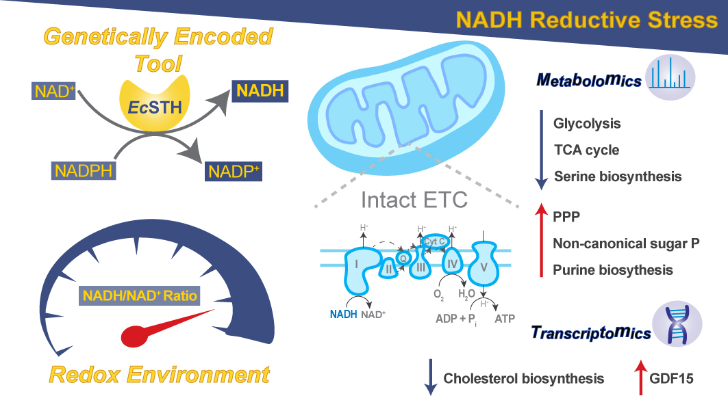 Mechanistic studies of redox dysfunction remain challenging due to limited strategies that can perturb redox metabolism in various cellular or organismal backgrounds. 

Most studies involving impaired redox metabolism have focused on oxidative stress; consequently, less is known