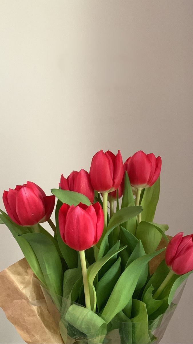 red tulips