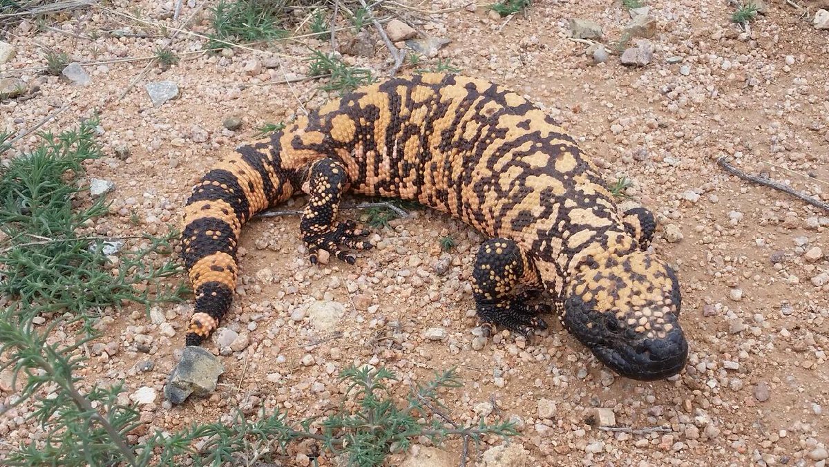 Gila_milf's tweet photo. ♡
Because this is starting to become an actual problem, ya'll are going to get a free biology lesson from yours truly!

On the left is a gila monster. A lizard thats CHONKY.
On the right is a snake. No legs, all noodle.
Next person that calls me a snake is gonna get blocked. https://t.co/NLdMpBbTuJ