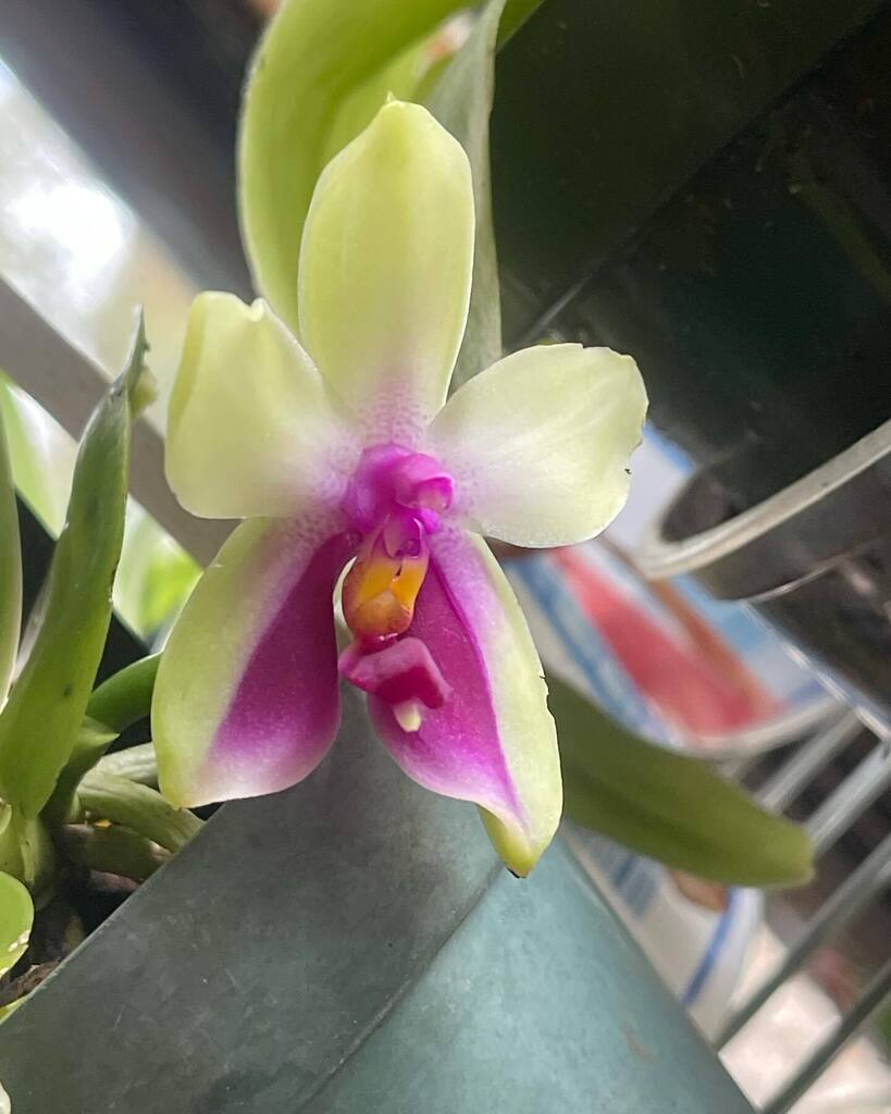 #Phalaenopsis bellina #phalaenopsisbellina #phalaenopsisspecies #fragrant #orchidspecies #orchids #orchid