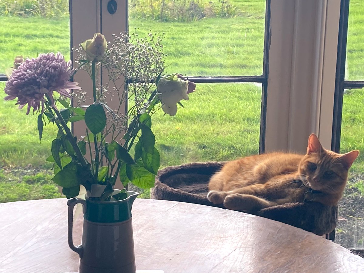 The stress here is a bit unbearable. Frustrations have been taken out (at snail pace) on the green carpet of weeds, the crossword, a paper pile… And the cat just doesn’t care about any of it apart from that his tower has been moved into the cinema that is the double doors!xxx